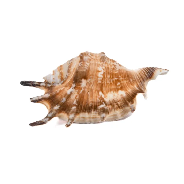 Caramujo Lambis Lambis 11cm - 750g - Classe B