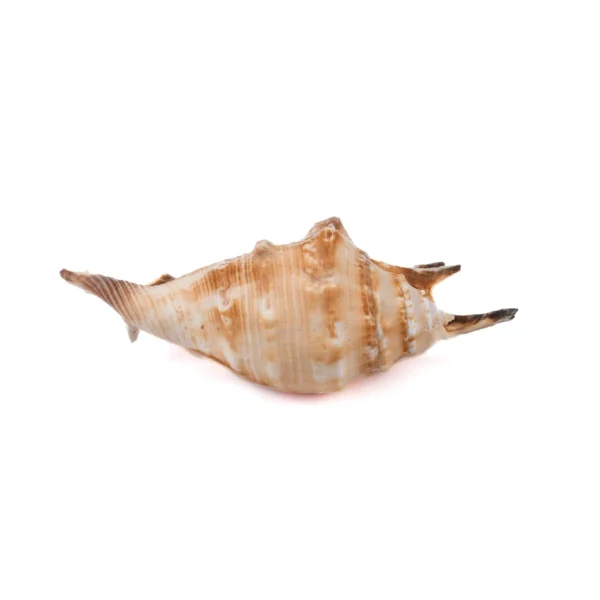 Caramujo Lambis Lambis 11cm - 750g - Classe B - Imagem 2
