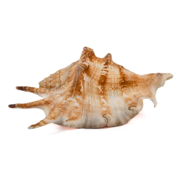 Caramujo Lambis Lambis - 15cm