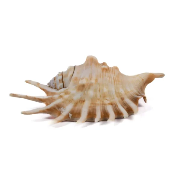 Caramujo Lambis Millepeda - 12cm