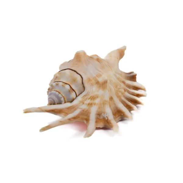 Caramujo Lambis Millepeda - 12cm - Imagem 2