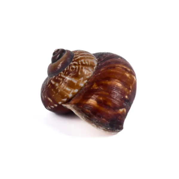 Caramujo Landsnail Marrom - 4cm
