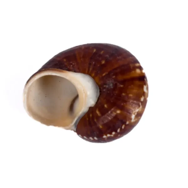 Caramujo Landsnail Marrom - 4cm - Imagem 2