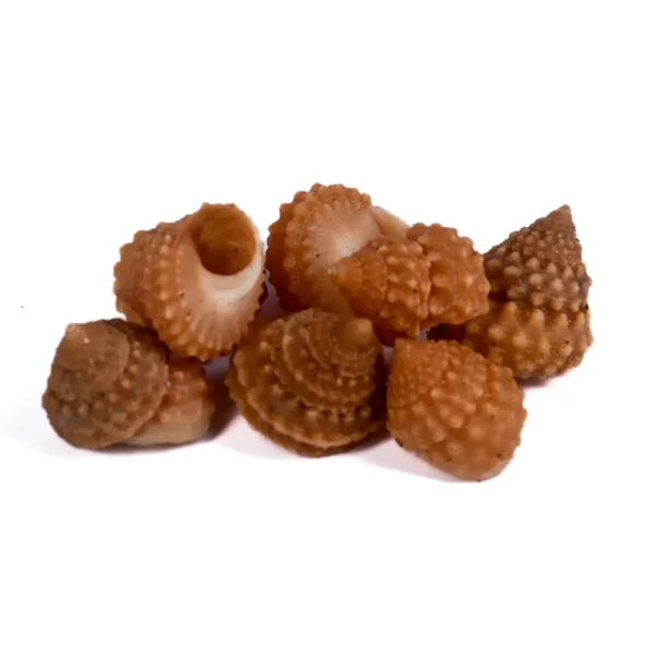 Caramujo Laranja (Tectarius Spinulosus) - 1,5cm