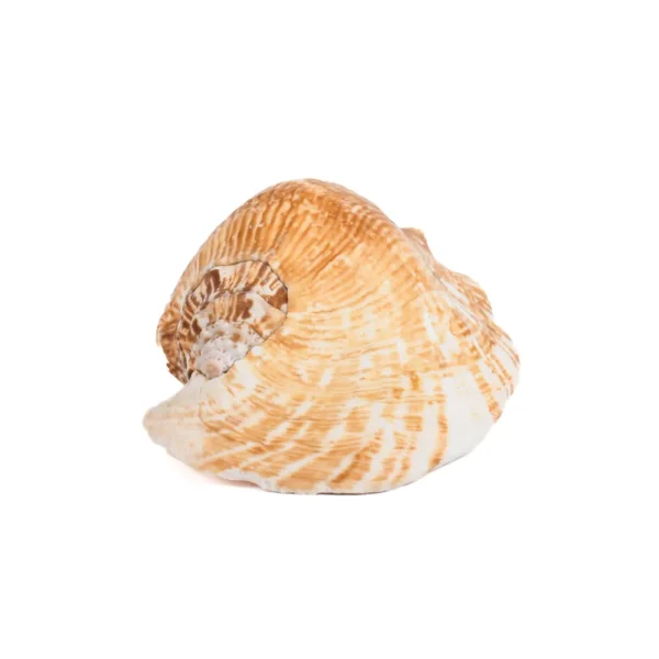 Caramujo Laticimus - 15cm