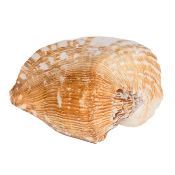 Caramujo Laticimus - 15cm - Imagem 2