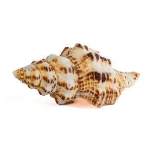 Caramujo Latirus - 8cm