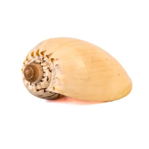 Caramujo Melo Broderipii Natural - 10cm