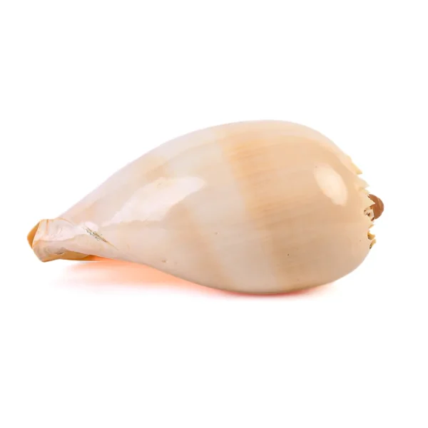 Caramujo Melo Broderipii Polida - 20cm - Imagem 2