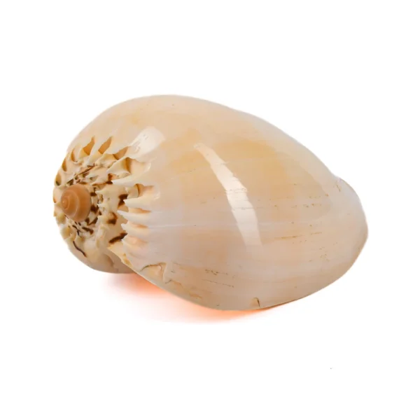 Caramujo Melo Broderipii Polida -22cm