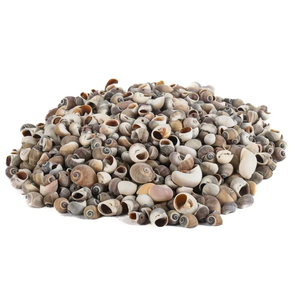 Caramujo Moonshell Cinza - 1,5cm - 750g