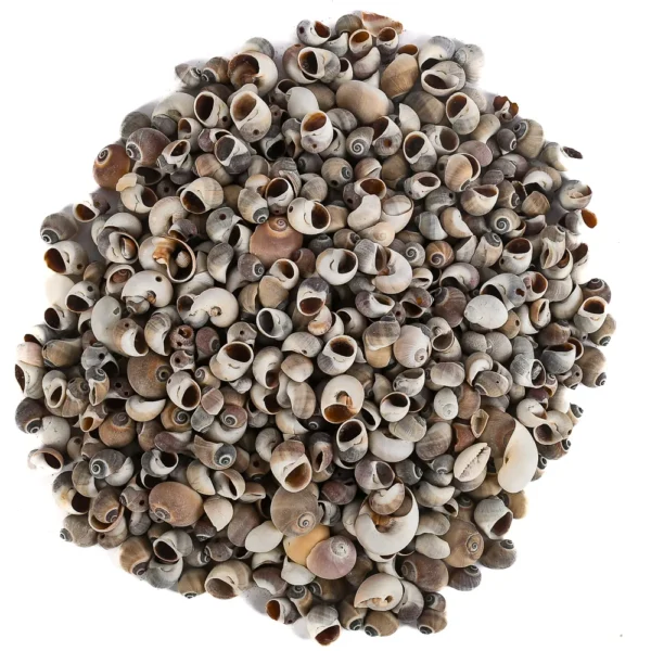 Caramujo Moonshell Cinza - 1,5cm - 750g - Imagem 2