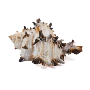 Caramujo Murex Endive Clase B - 10cm