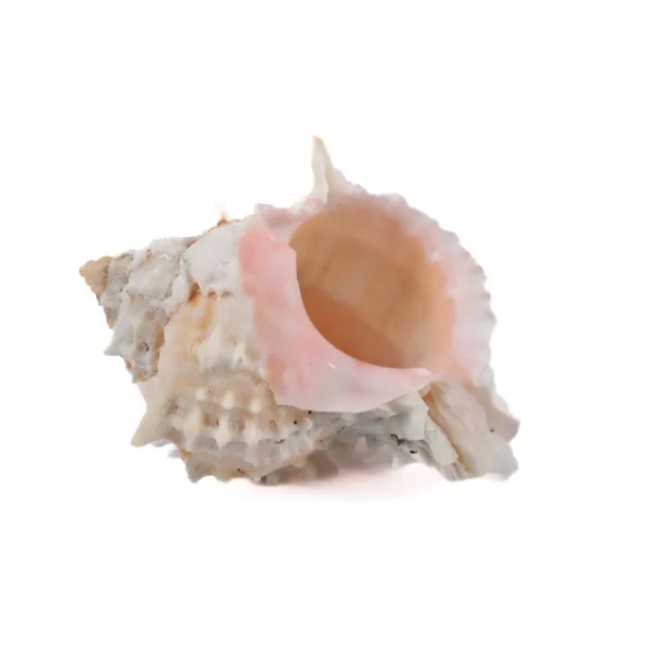 Caramujo Murex Rosa - 10cm - Imagem 2