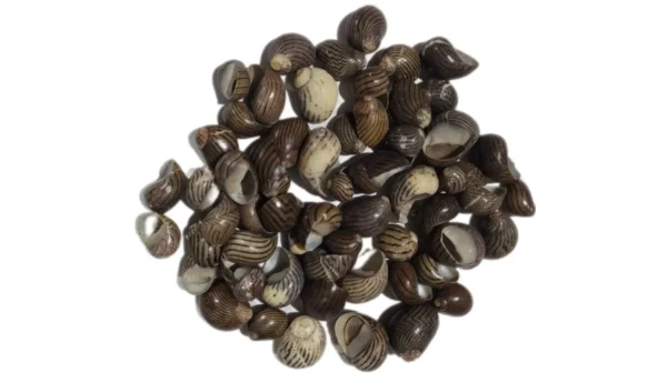 Caramujo Nerita Vittina Gagates  2  cm - 750gr