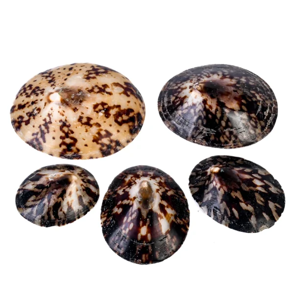 Caramujo Oval Polido (Cellana Testudinária) - 6cm