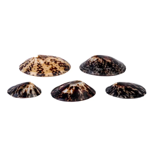 Caramujo Oval Polido (Cellana Testudinária) - 6cm - Imagem 2