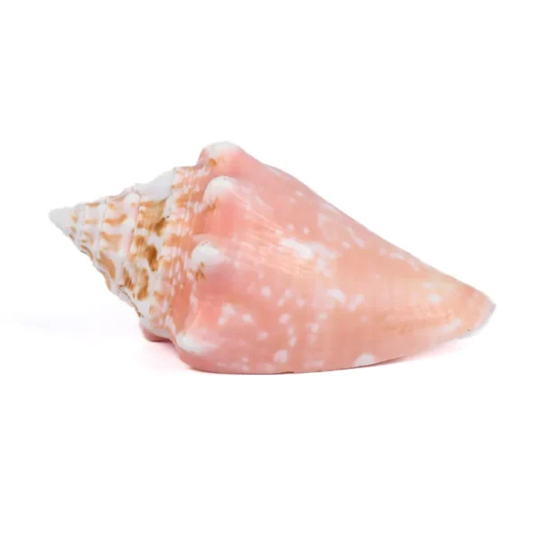Caramujo Rosado - 7cm
