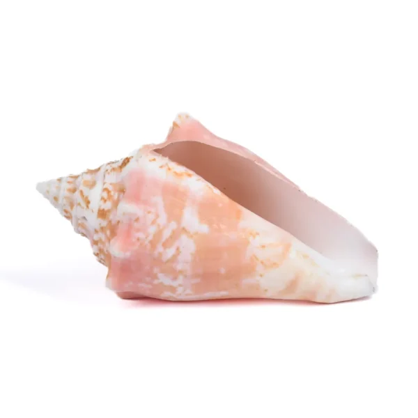 Caramujo Rosado - 7cm - Imagem 2
