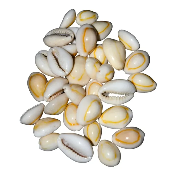 Caramujo Sigay Cozido Branco 2cm