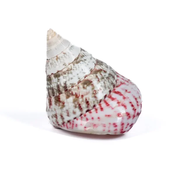 Caramujo Strawberry - 6cm - Classe B