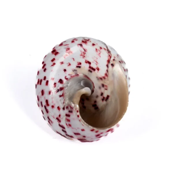 Caramujo Strawberry - 6cm - Classe B - Imagem 2