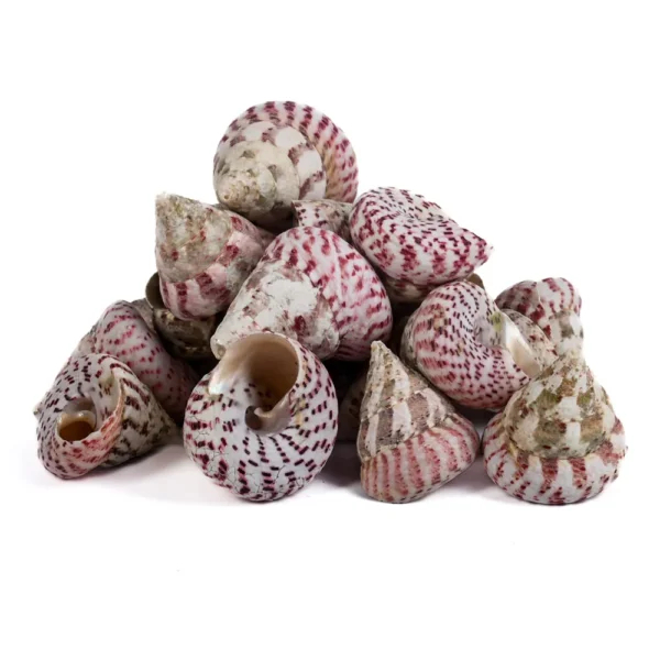 Caramujo Strawberry Natural - 5cm - 750g