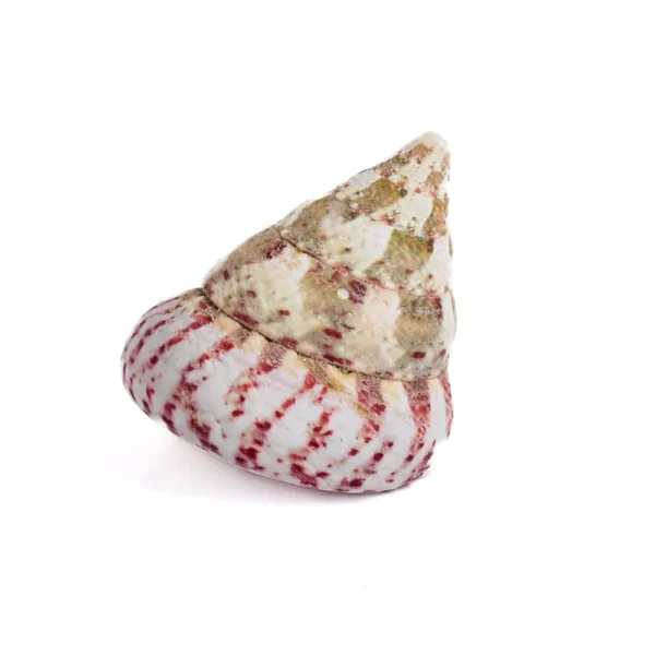Caramujo Strawberry Natural - 5cm - 750g - Imagem 2
