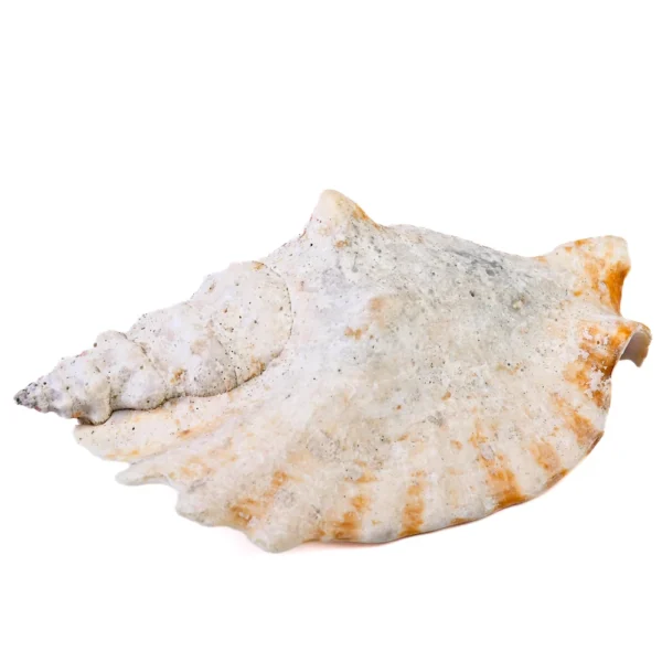 Caramujo Strombus Sinuatus - 8cm