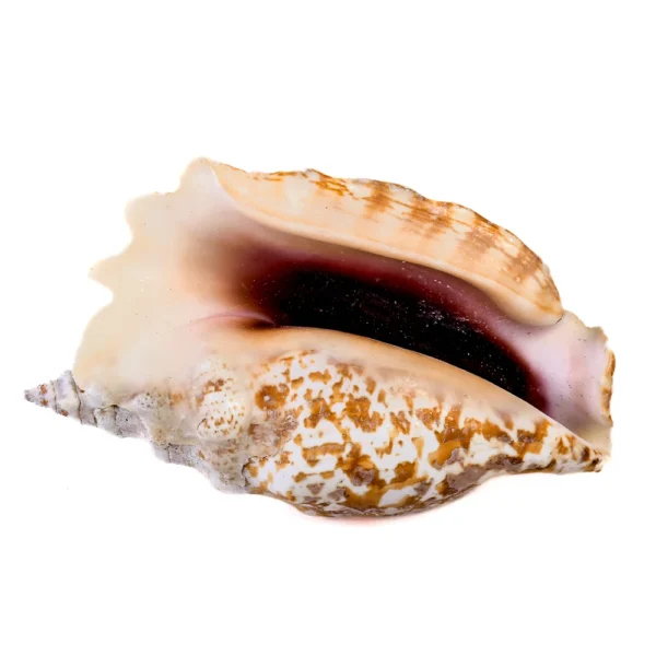 Caramujo Strombus Sinuatus - 8cm - Imagem 2