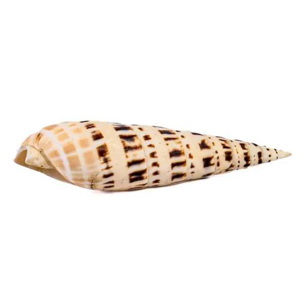 Caramujo Terebra Maculata - 13cm
