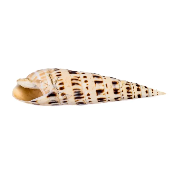 Caramujo Terebra Maculata - 13cm - Imagem 2