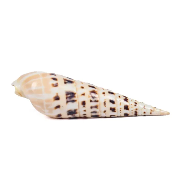 Caramujo Terebra Maculata Polida - 11cm