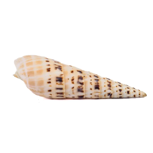 Caramujo Terebra Maculata - 7,5cm