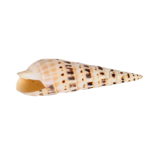 Caramujo Terebra Maculata - 7,5cm - Imagem 2