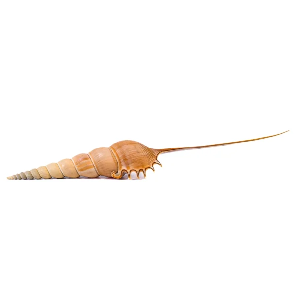 Caramujo Tíbia Fusus - 26cm