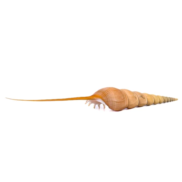Caramujo Tíbia Fusus - 26cm - Imagem 2