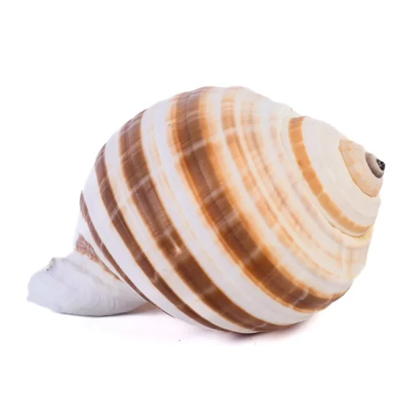 Caramujo Tonna Sulcosa - 10cm - Imagem 2