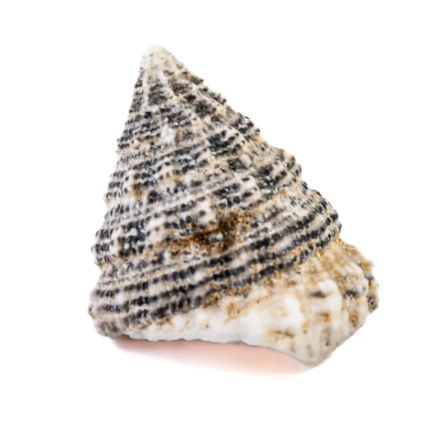 Caramujo Torong Natural Branco - 3cm - 750g