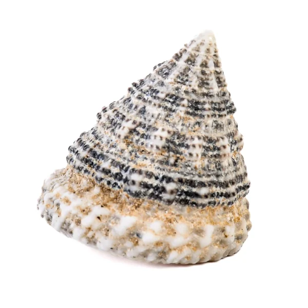 Caramujo Torong Natural Branco - 3cm - 750g - Imagem 2