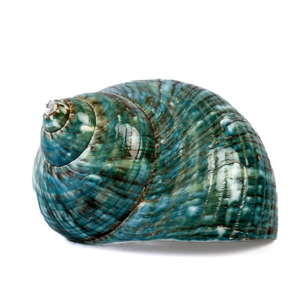 Caramujo Turbo Apparie Polido - 7cm
