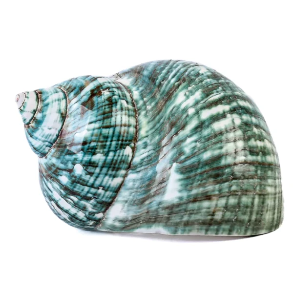 Caramujo Turbo Burguês Natural Polido - 9,5cm