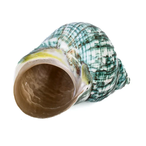 Caramujo Turbo Burguês Natural Polido - 9,5cm - Imagem 2