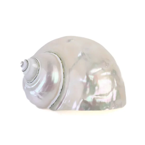 Caramujo Turbo Burguês Perolizado - 8cm