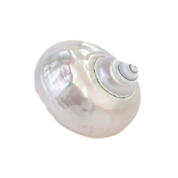 Caramujo Turbo Burguês Perolizado - 8cm - Imagem 2