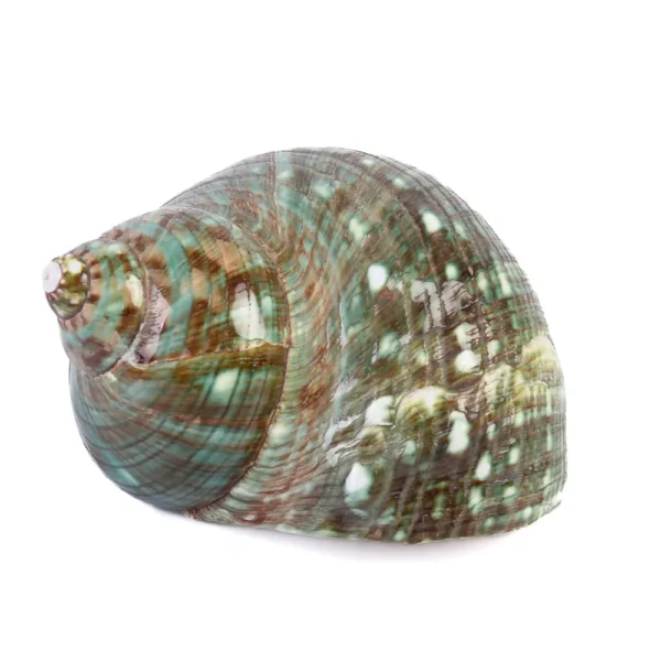 Caramujo Turbo Burguês Polido - 8cm