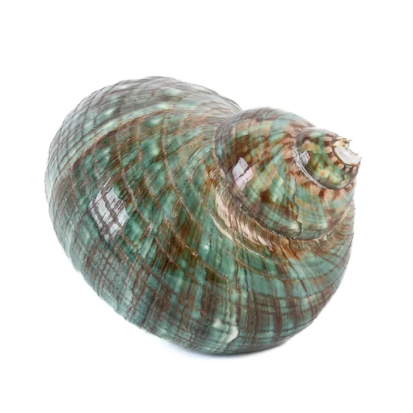 Caramujo Turbo Burguês Polido - 8cm - Imagem 2