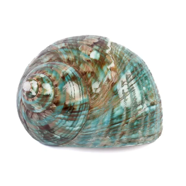 Caramujo Turbo Burguês Polido - 6,5cm