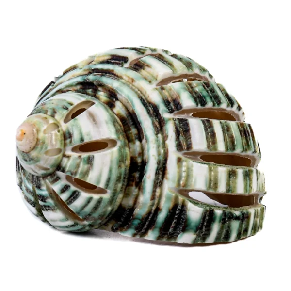 Caramujo Turbo Burguês Verde Cortado - 5cm