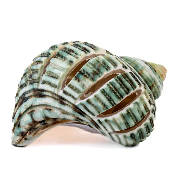 Caramujo Turbo Burguês Verde Cortado - 5cm - Imagem 2